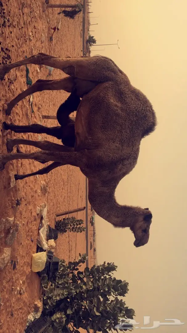 خيمة صفرا - هدية قيمة! (image 4)