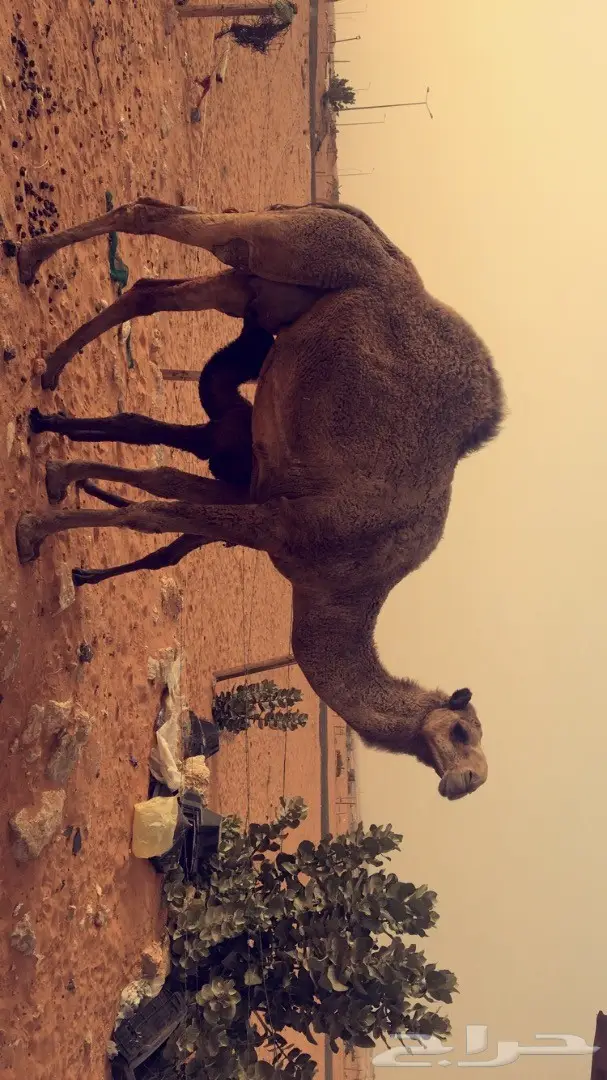 خيمة صفرا - هدية قيمة! (image 5)