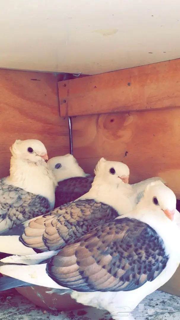 جوز حب رومان مع الطبات