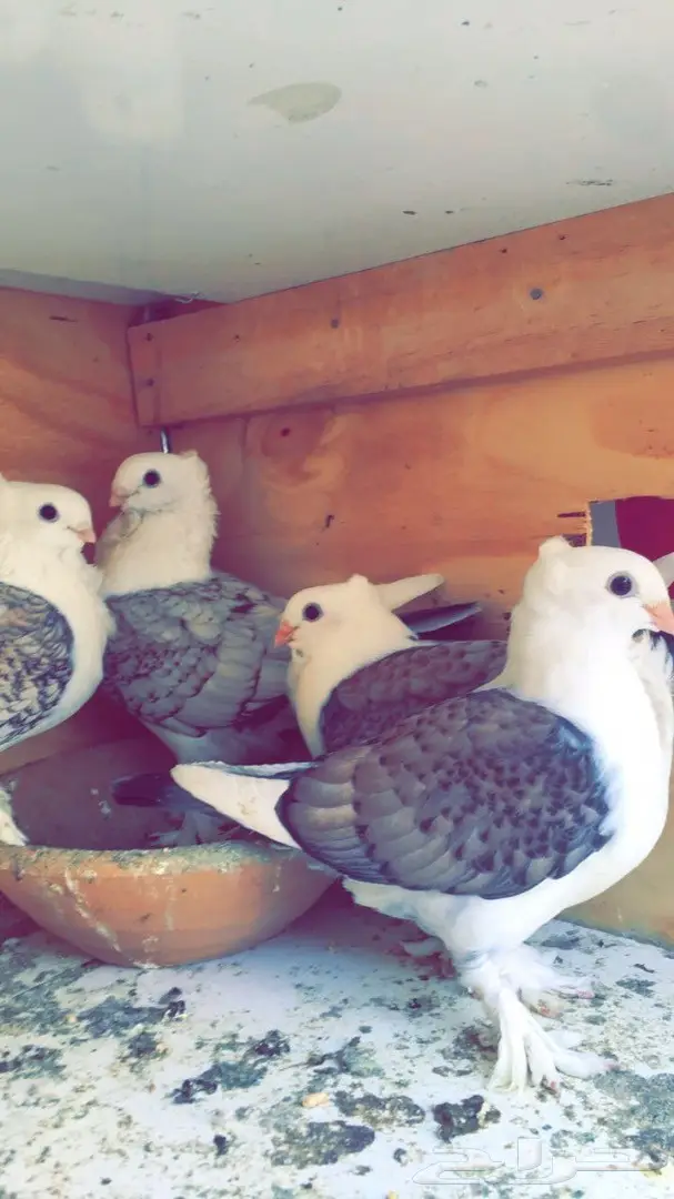 جوز حب رومان مع الطبات (image 2)