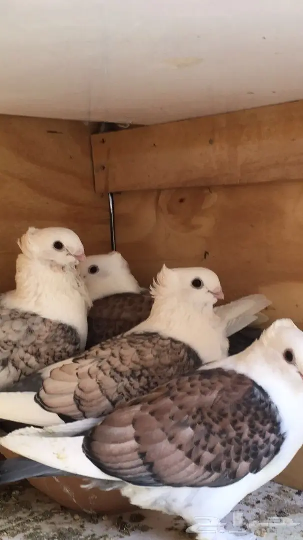 جوز حب رومان مع الطبات (image 3)