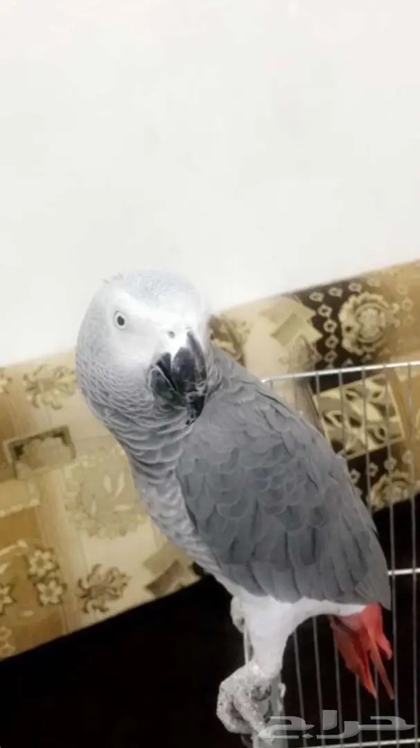 بغبغاء كاسكو  (image 3)