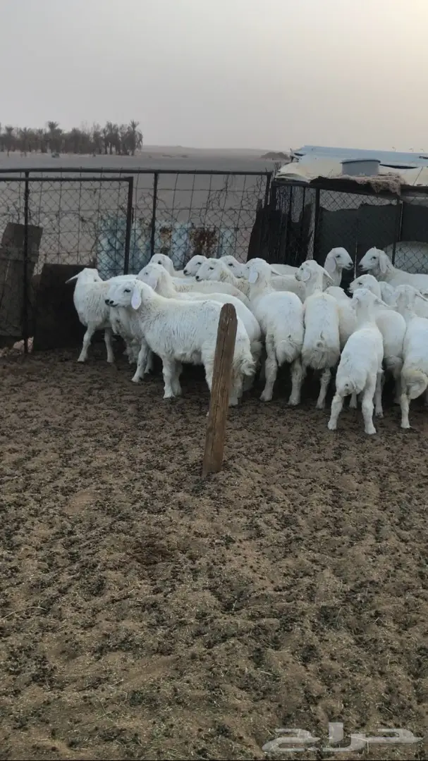 هرافي حبص طيبه 