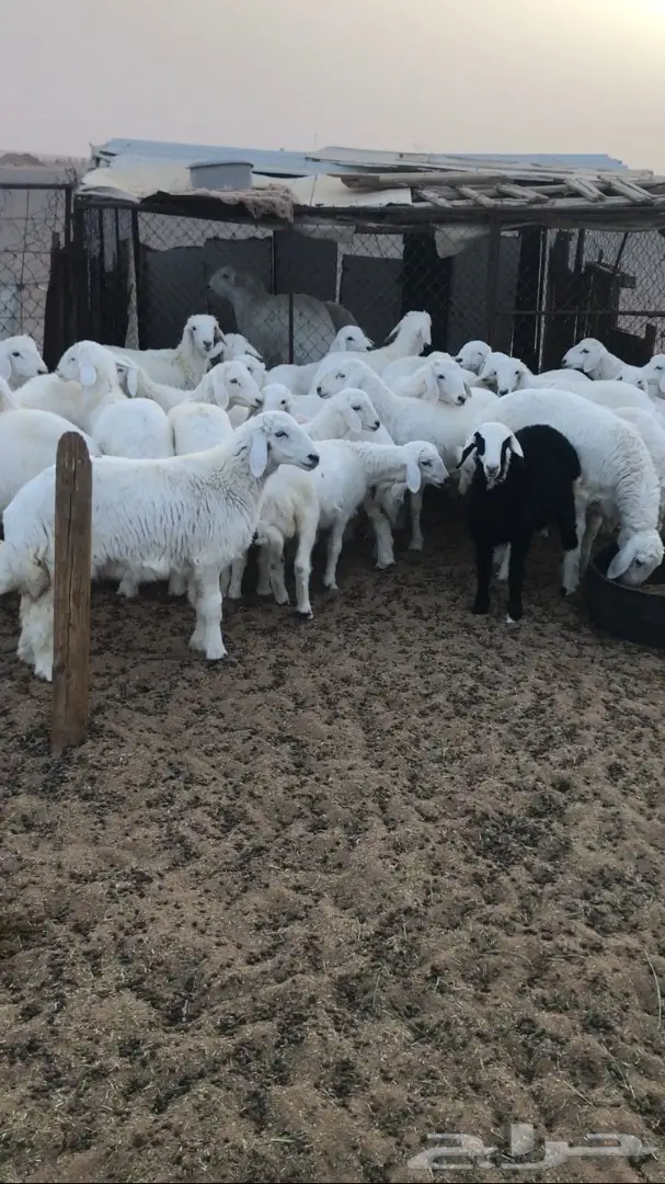 هرافي حبص طيبه  (image 1)