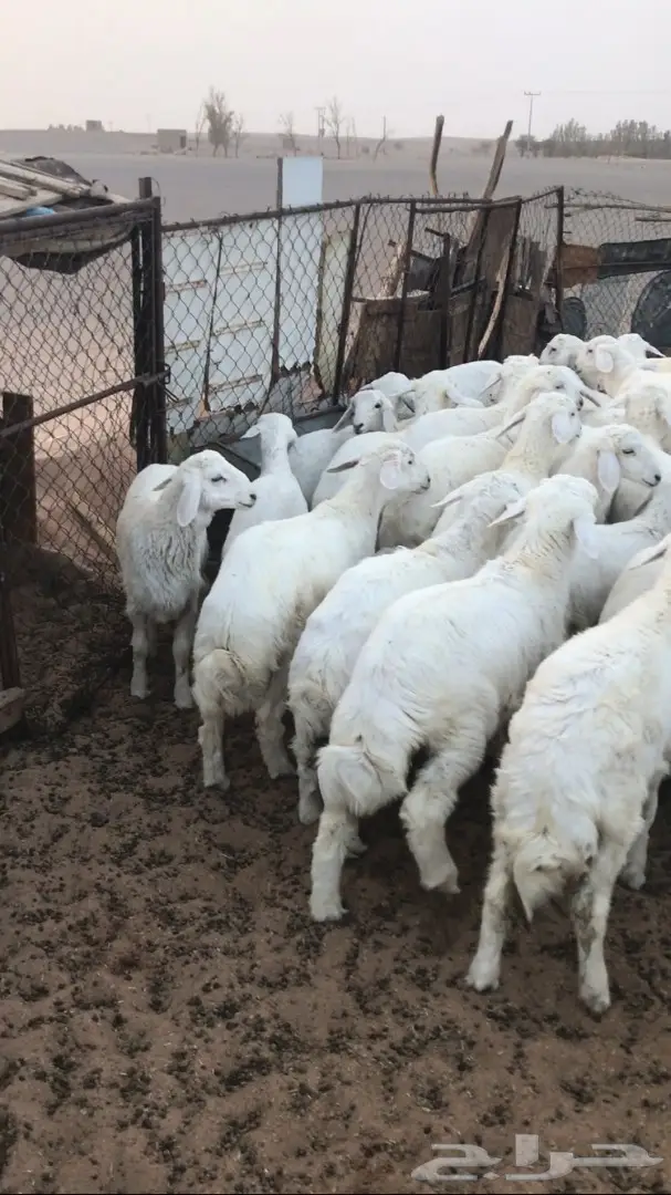 هرافي حبص طيبه  (image 2)