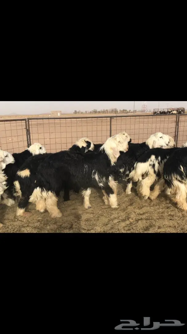 طليان نجد (image 1)