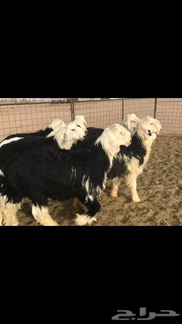 طليان نجد (image 2)