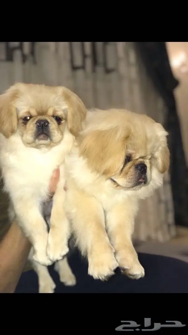 فرصة ذهبية: جهاز كمبيوتر محمول مستعمل ممتاز