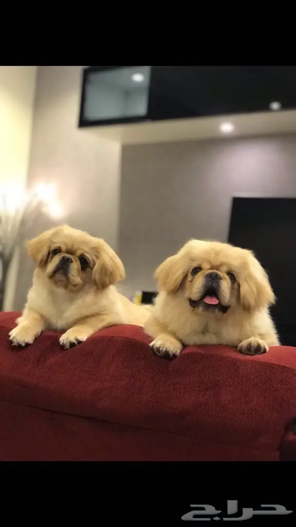 فرصة ذهبية: جهاز كمبيوتر محمول مستعمل ممتاز (image 2)