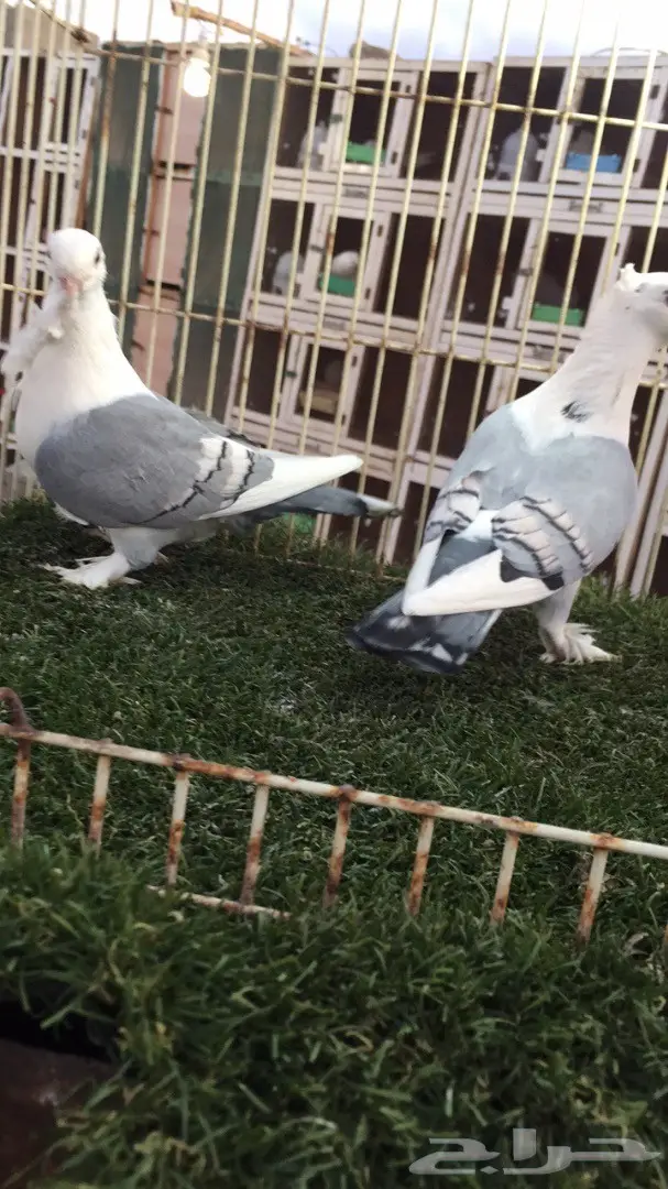 فرصة ذهبية لا تفوت! (image 3)