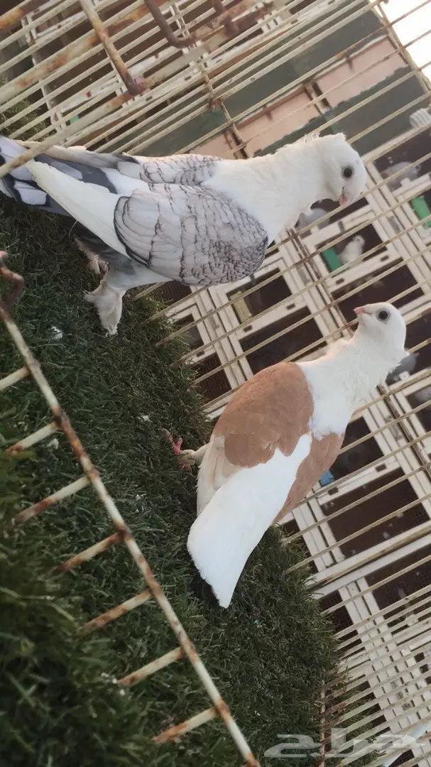 فرصة ذهبية لا تفوت! (image 5)