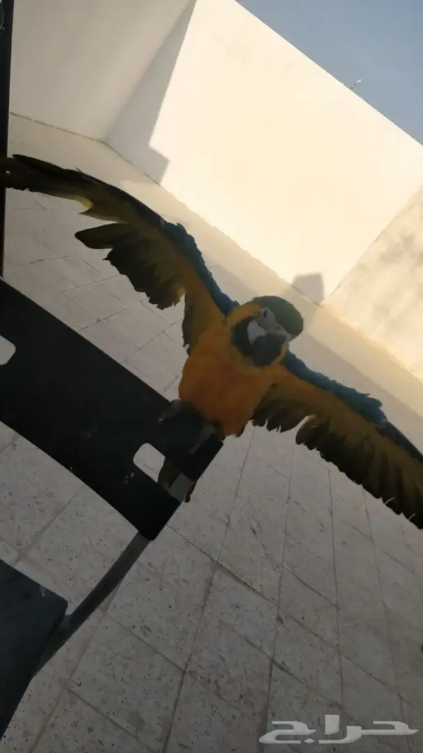 مكاوي ضائع  (image 2)