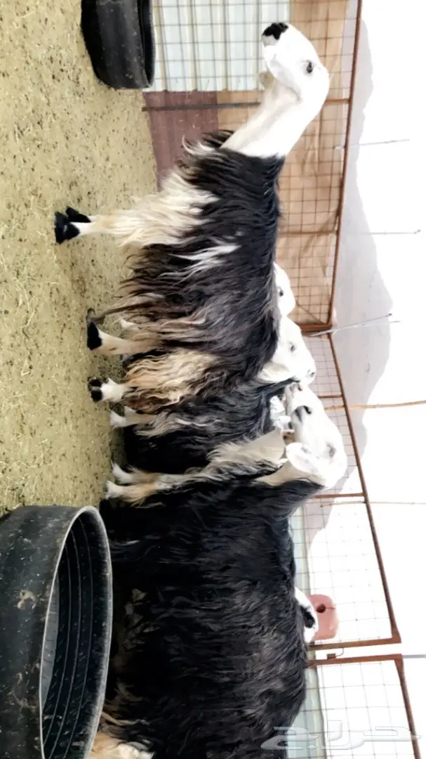 ضان نجد  (image 4)