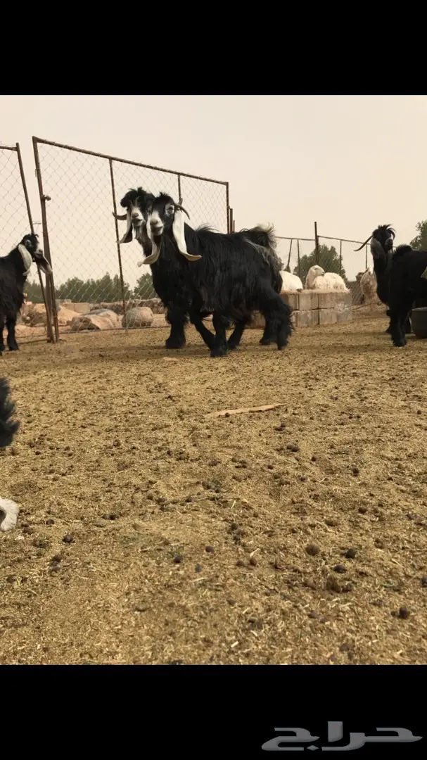 تيس عارضي (image 1)