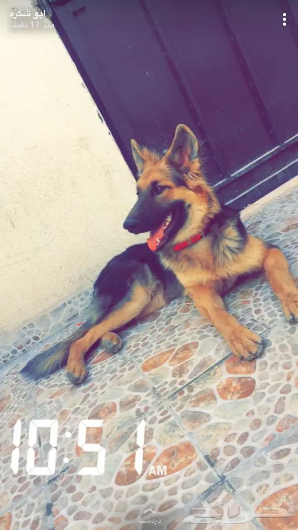 كلب جيرمب - فرصة ذهبية!