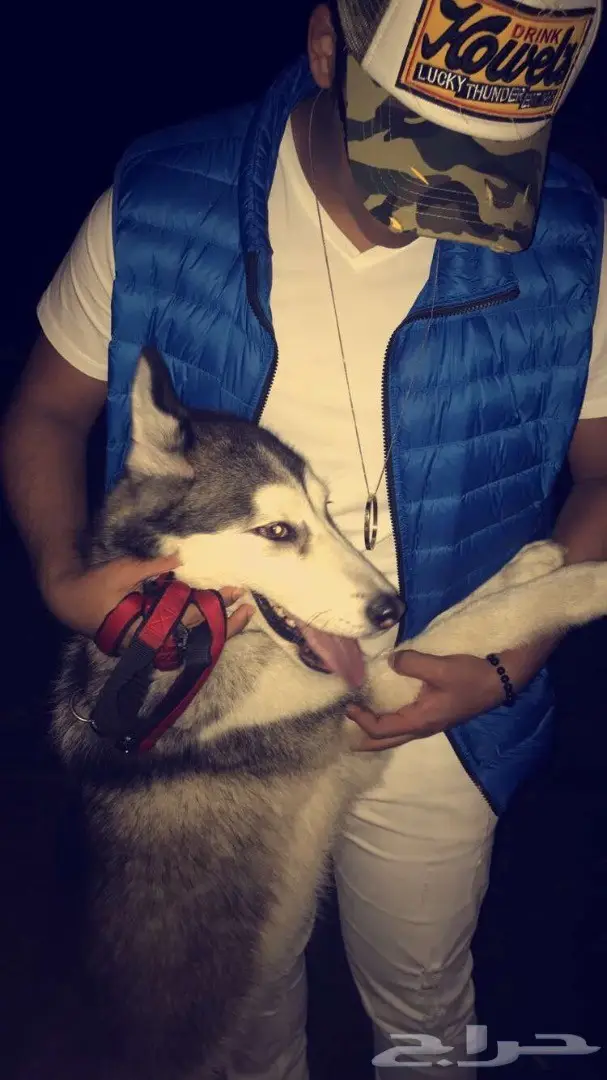 كلب هاسكي للبيع