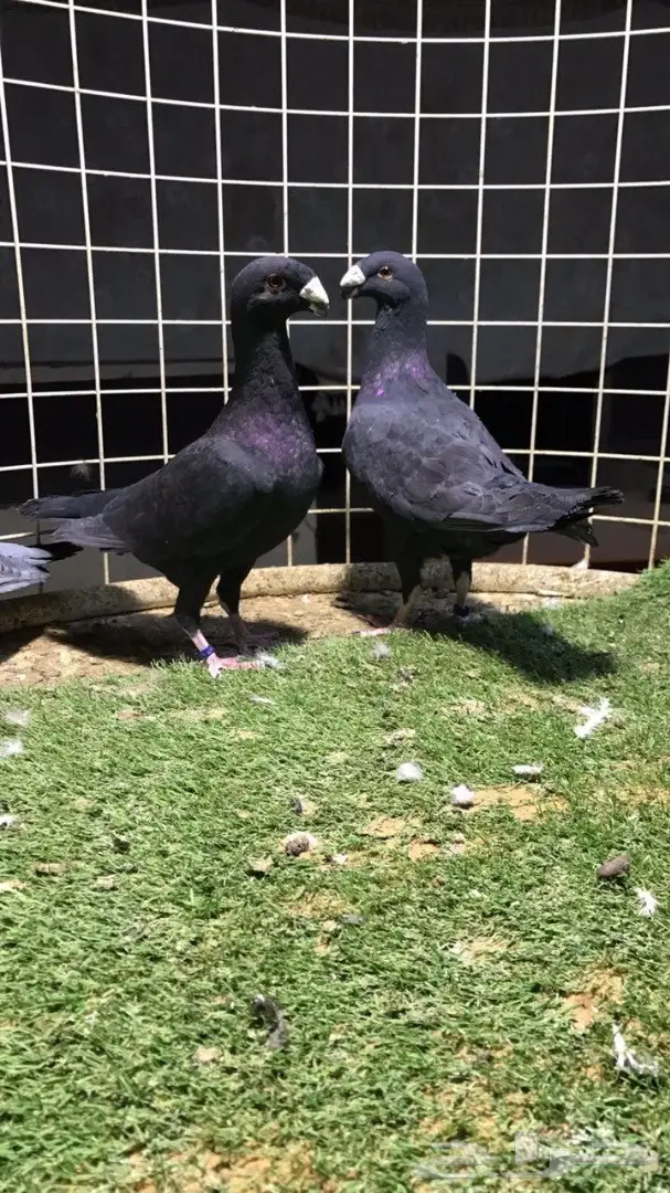 حمام. هومر للبيع زوج 