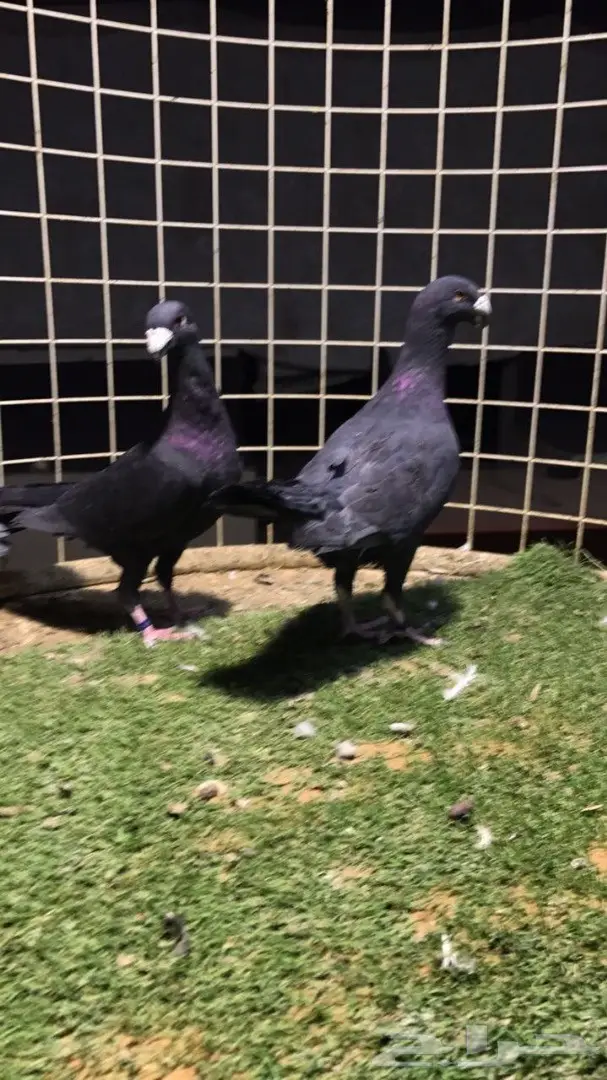 حمام. هومر للبيع زوج  (image 1)