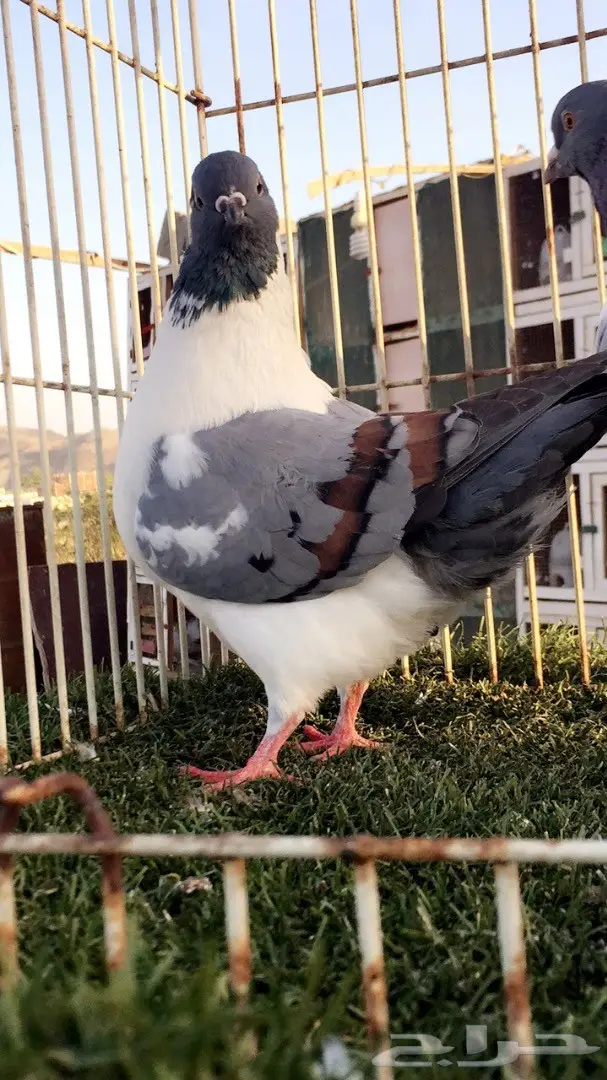 (( جوز كنق((مدني)) (image 1)