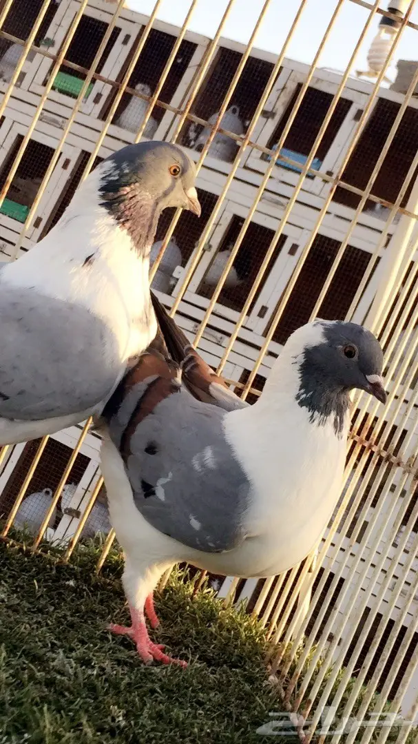 (( جوز كنق((مدني)) (image 5)