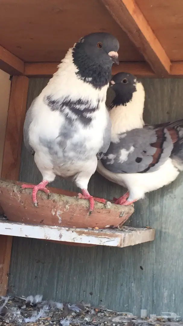 (( جوز كنق((مدني)) (image 7)