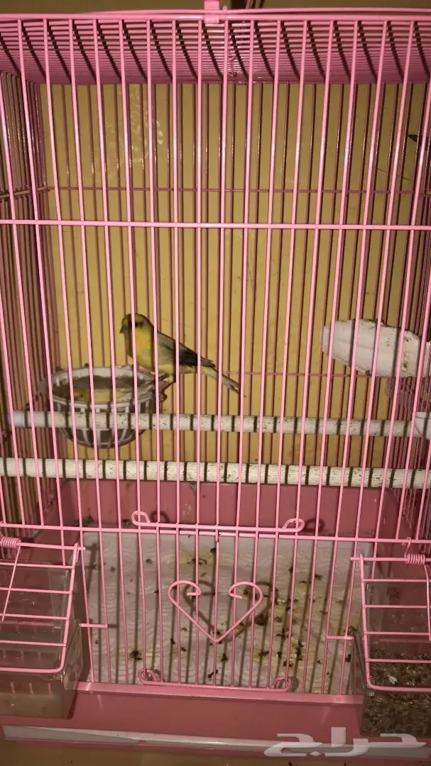 جوز كناري للبيع 