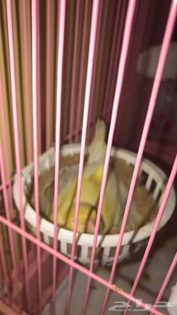 جوز كناري للبيع  (image 1)