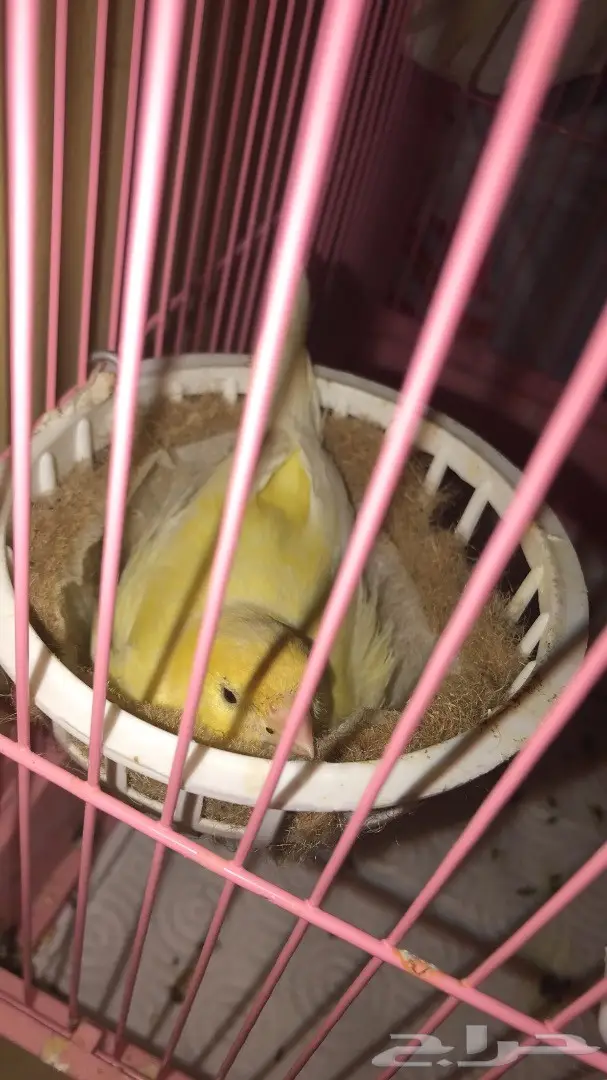 جوز كناري للبيع  (image 2)