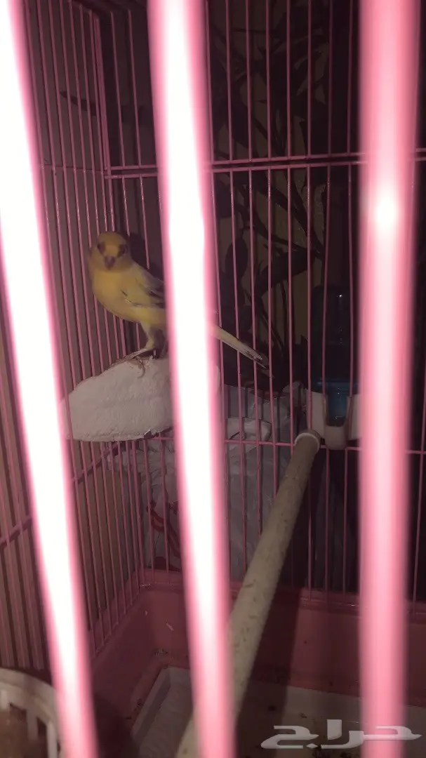 جوز كناري للبيع  (image 3)