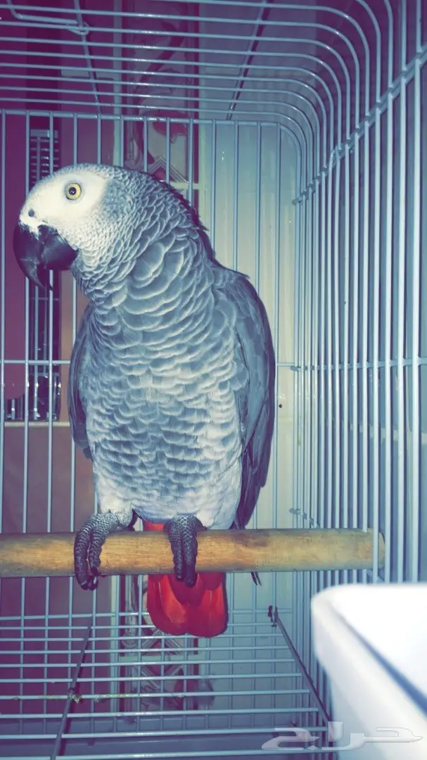 كاسكو للبيع - فرصة لا تعوّض! (image 1)