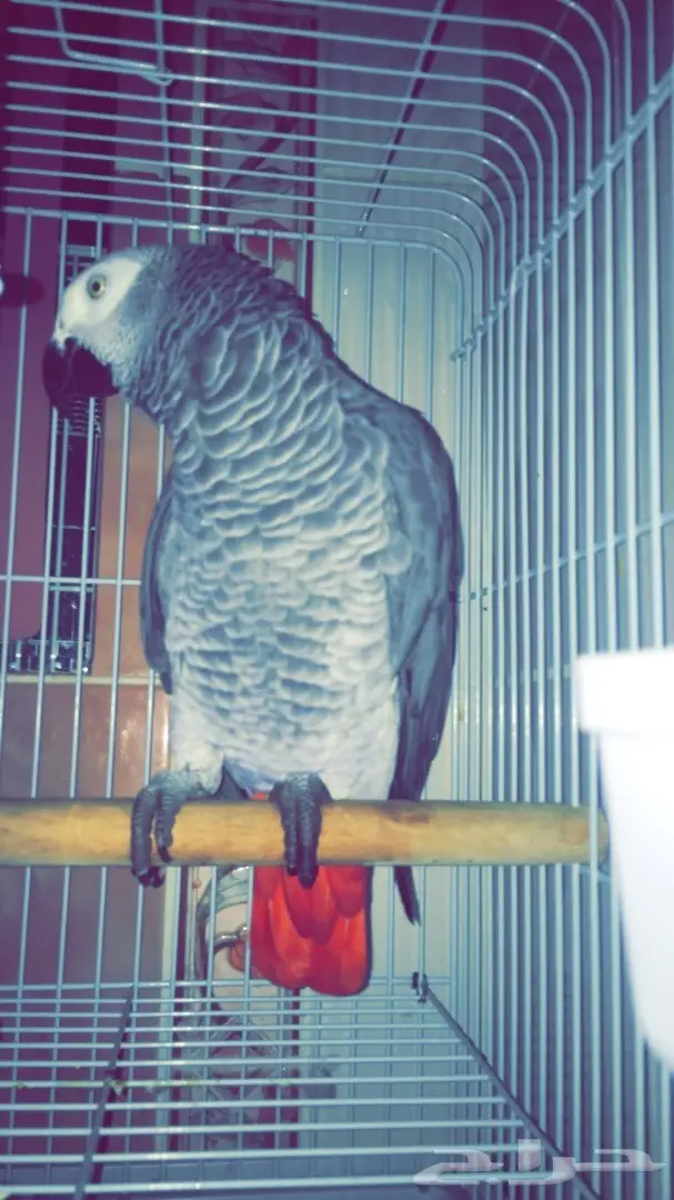 كاسكو للبيع - فرصة لا تعوّض! (image 2)