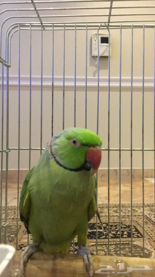 ذكر دره جاهز للإنتاج - عمره 3 سنوات