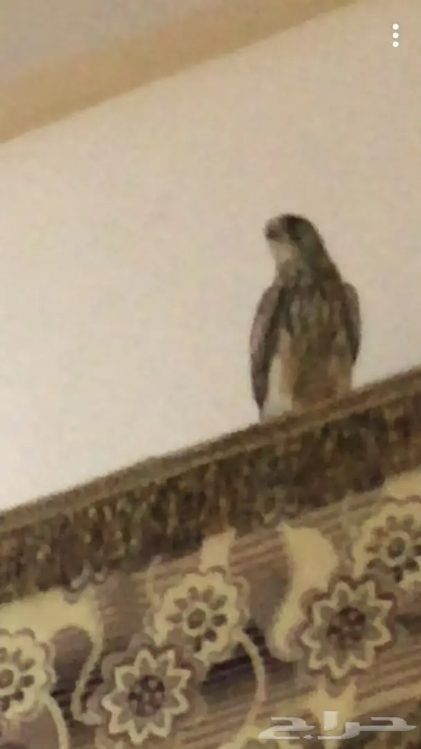 طير للبيع  (image 1)