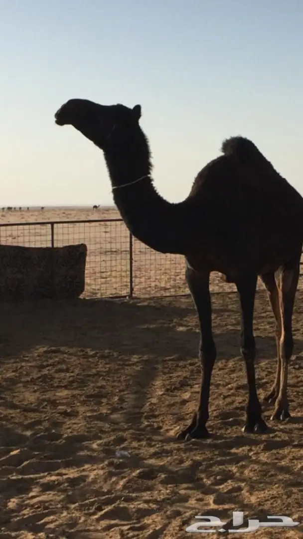 ضريبه جذعه مجهم 