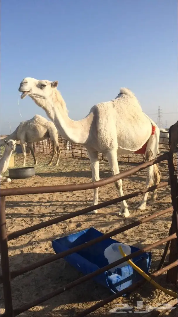 للبيع: جملة قناي ممتازة - جودة لا تضاهيها!