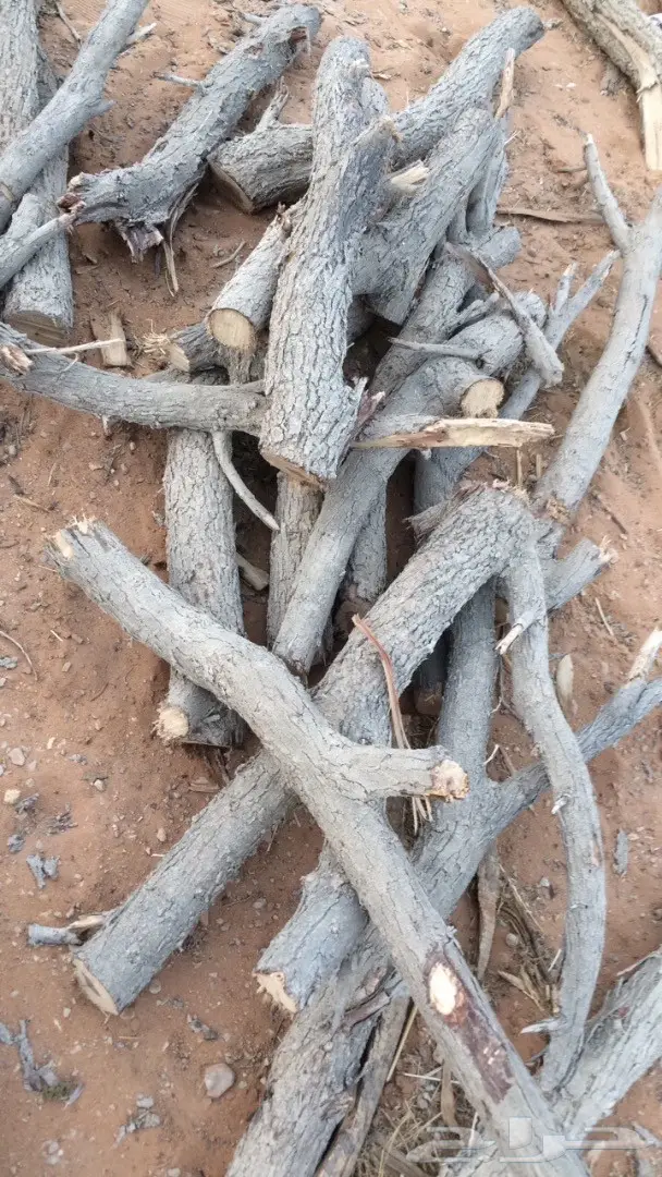 حطب غريب الأطوار - اكتشف قيمته!