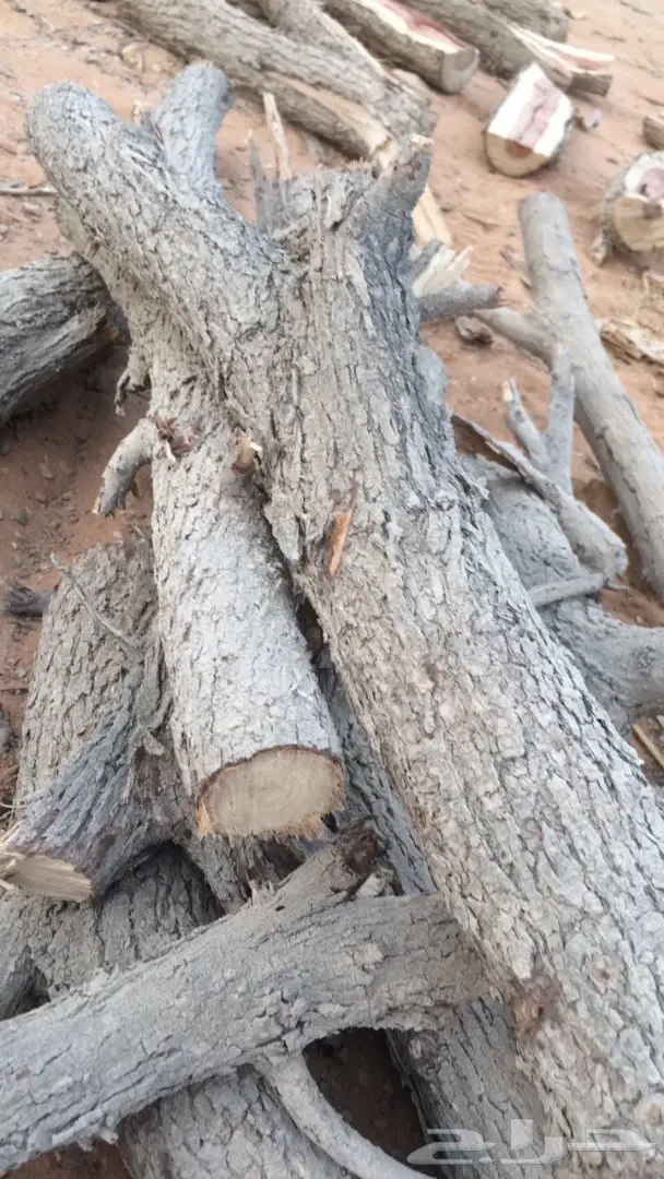 حطب غريب الأطوار - اكتشف قيمته! (image 1)
