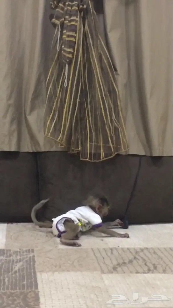 قرد بابون العمر فوق شهرين