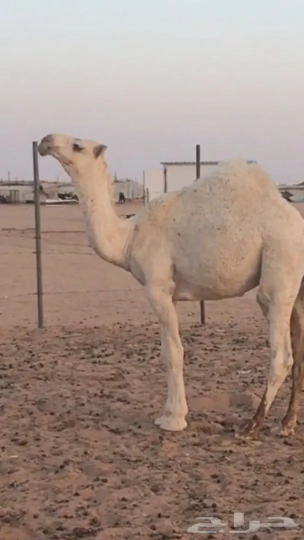 قعود طيب للبيع