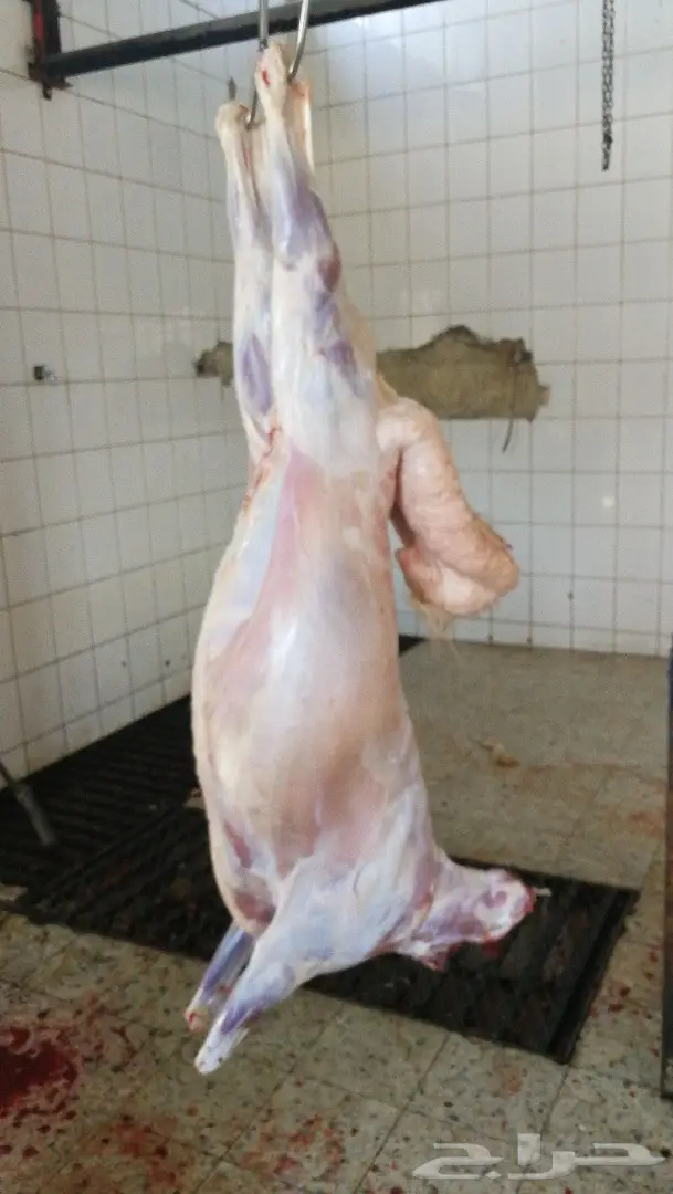 ذبايح الطائف المميزة: حرية الذبيحة من البر!