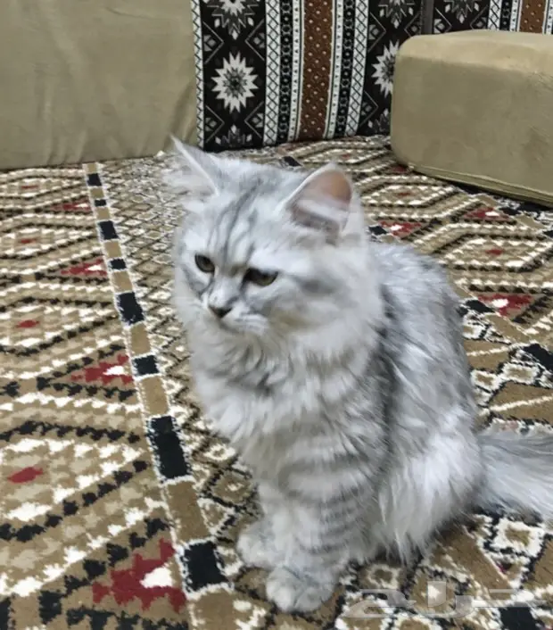 قطة شيرازية أليفة للبيع (image 1)