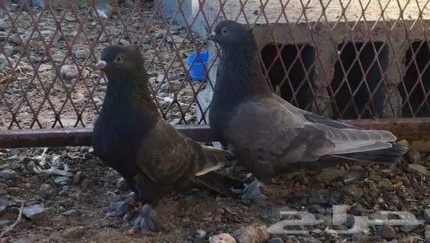 حمام اتراك  (image 2)