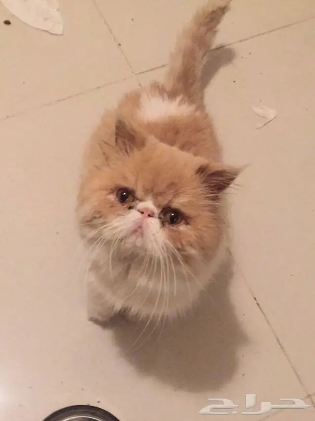 قط شيرازي بيكي باندا كريمي - مستوى عالي للبيع