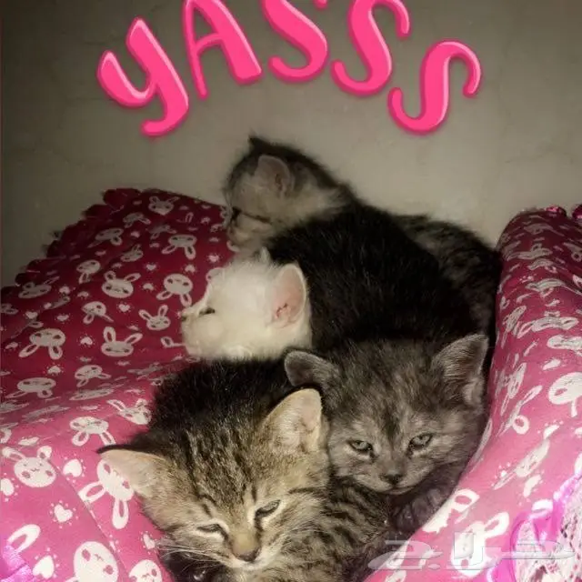 قطط شيرازيه فريدة - فرصة لا تُفوّت!