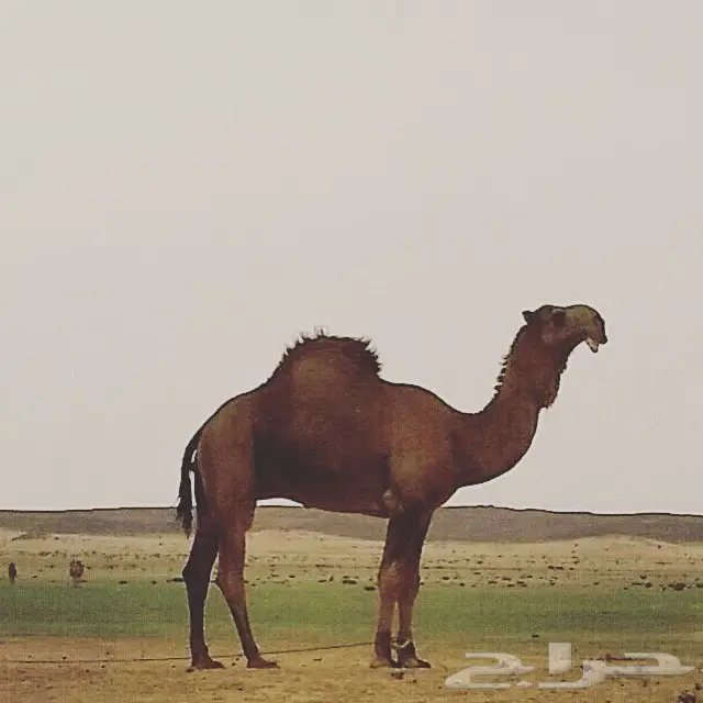 فحل للبيع على مستوى  (image 3)