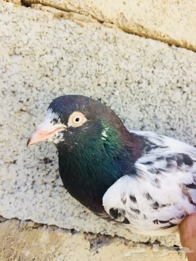 حمام تيدي للبيع 