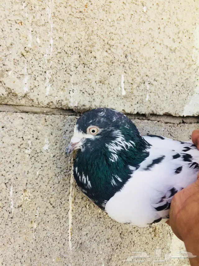 حمام تيدي للبيع  (image 1)