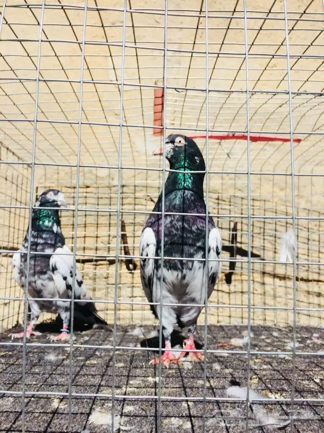 حمام تيدي للبيع  (image 2)