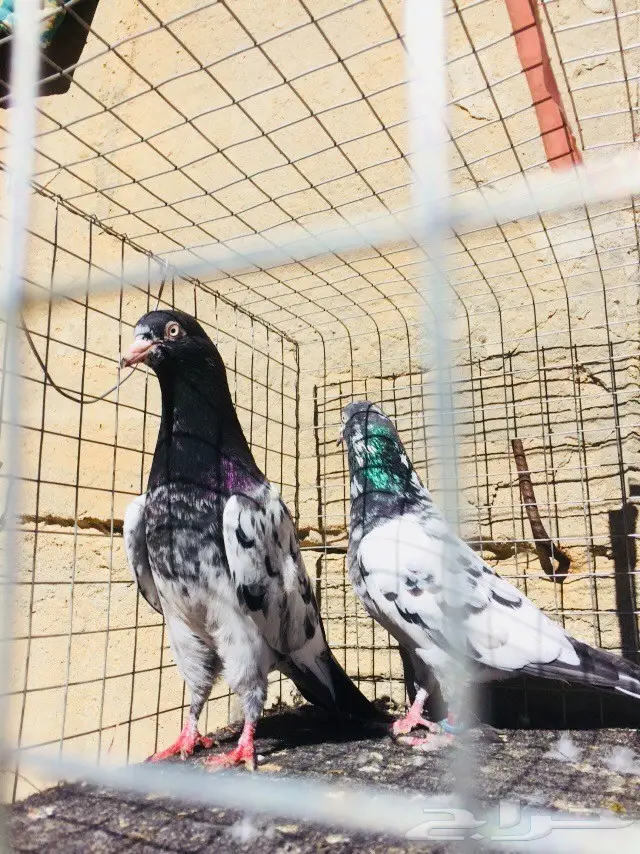 حمام تيدي للبيع  (image 3)