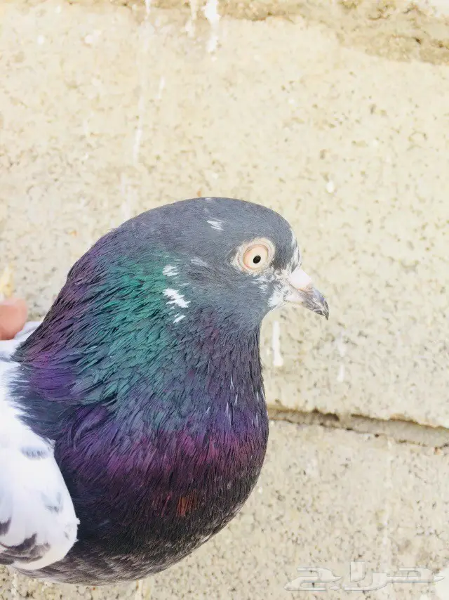 حمام تيدي للبيع  (image 4)